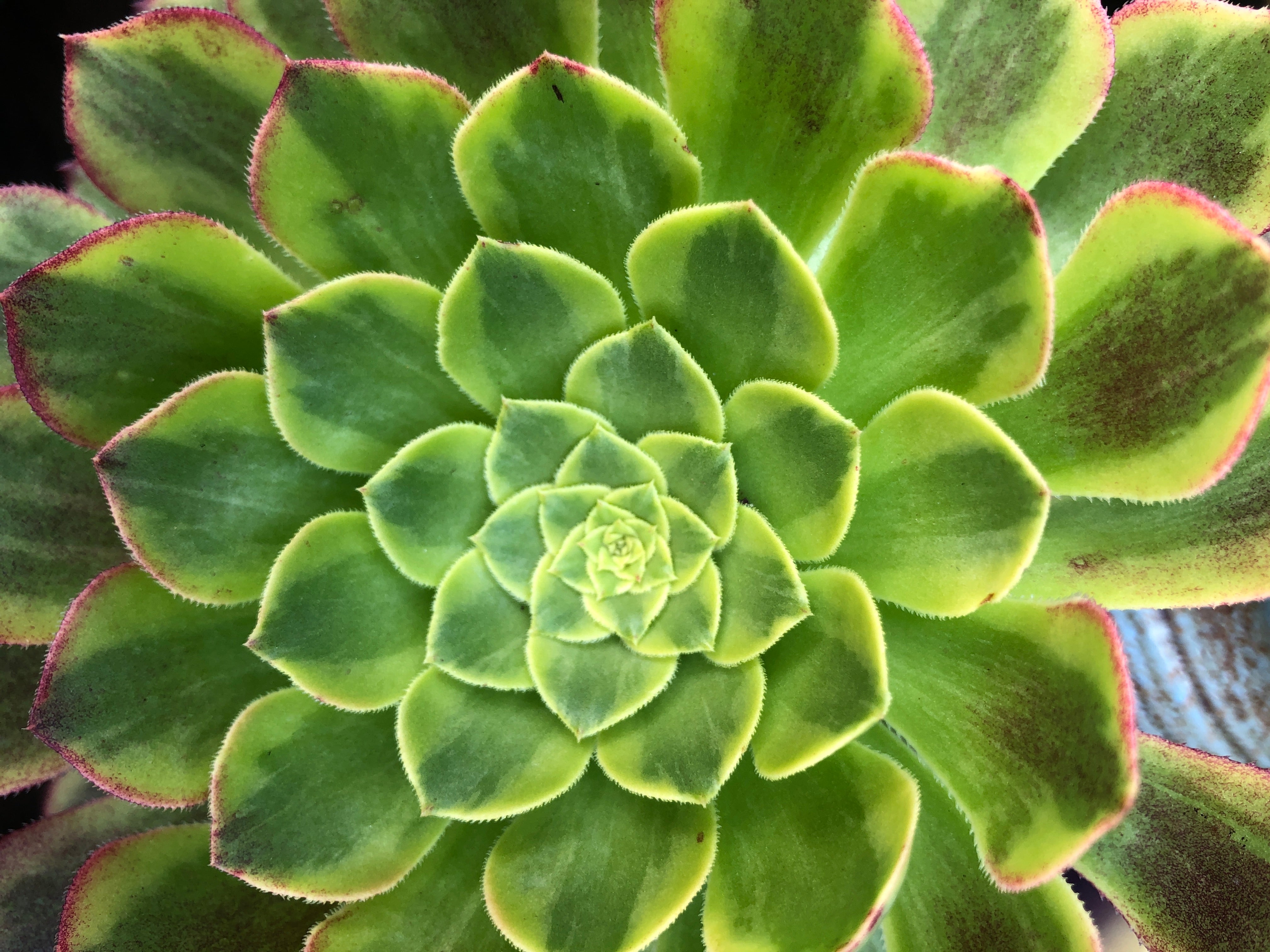 Aeonium | Bella Succulent Garden