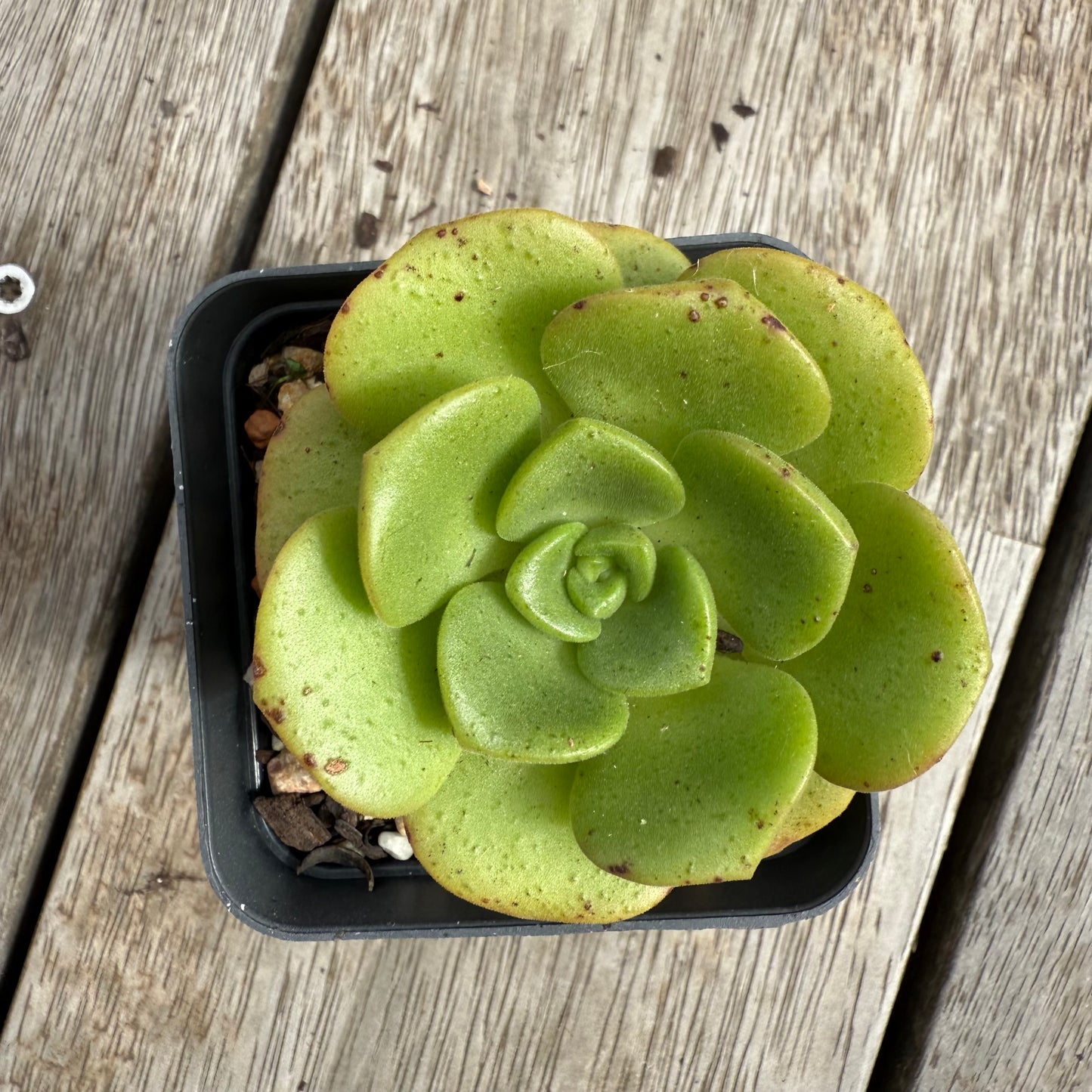 0104 Aeonium Lily Pad