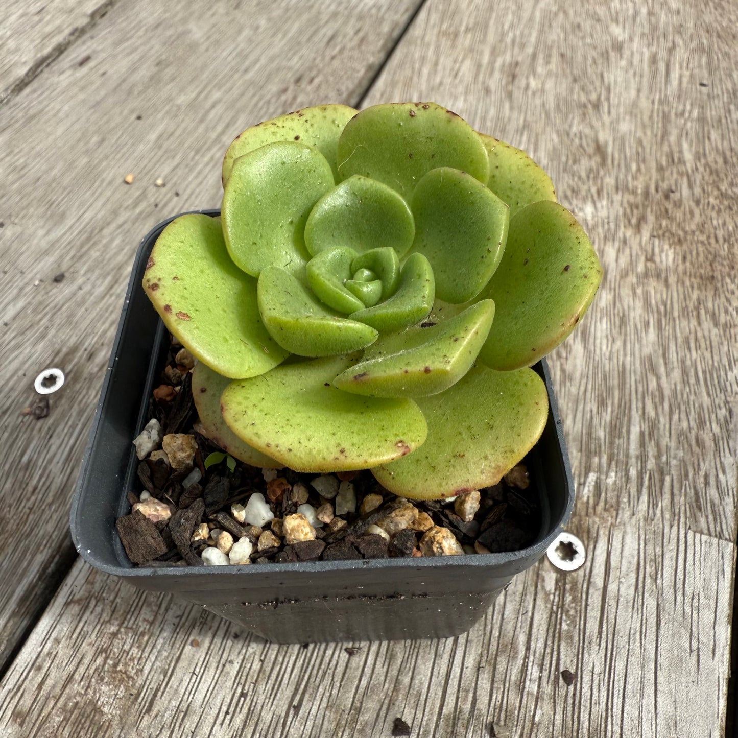 0104 Aeonium Lily Pad