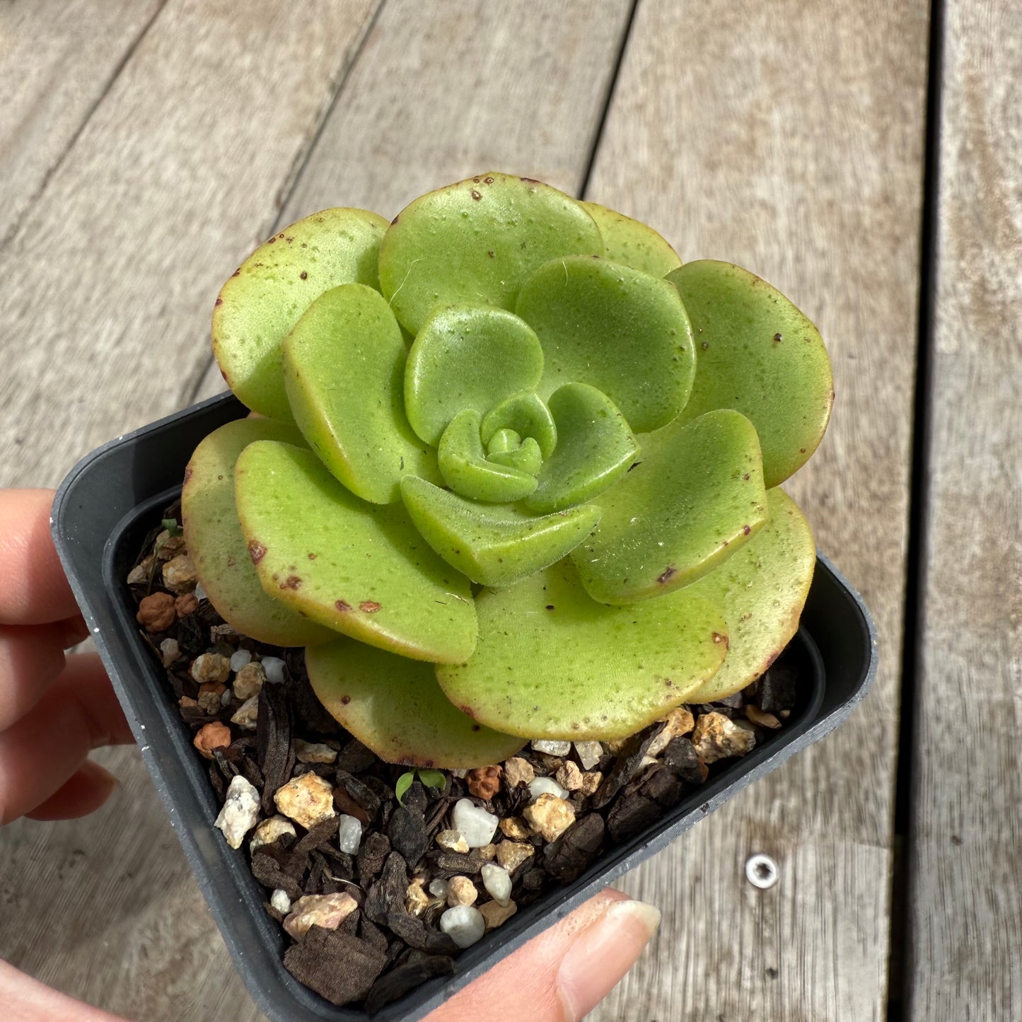0104 Aeonium Lily Pad