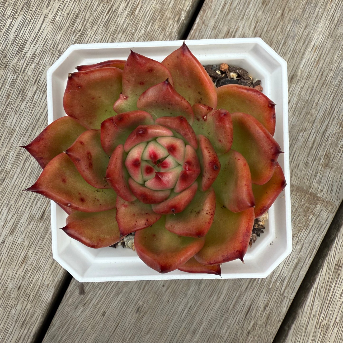 0104 Echeveria Agavoides Amestro