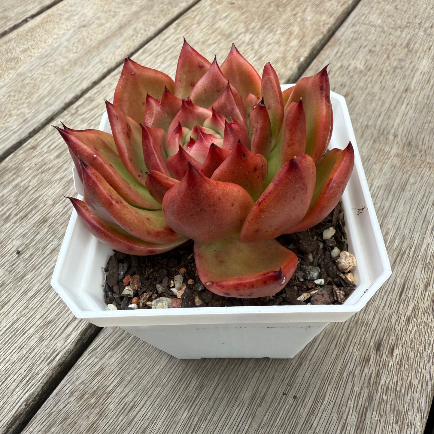 0104 Echeveria Agavoides Amestro
