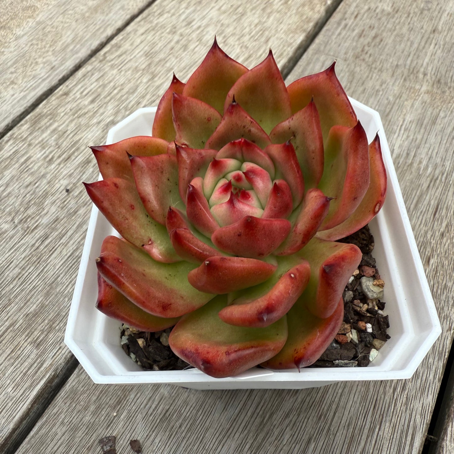 0104 Echeveria Agavoides Amestro