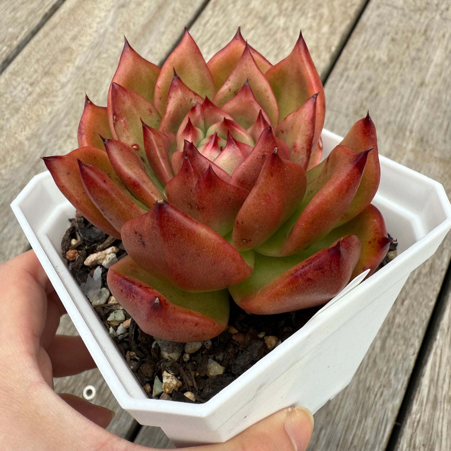 0104 Echeveria Agavoides Amestro