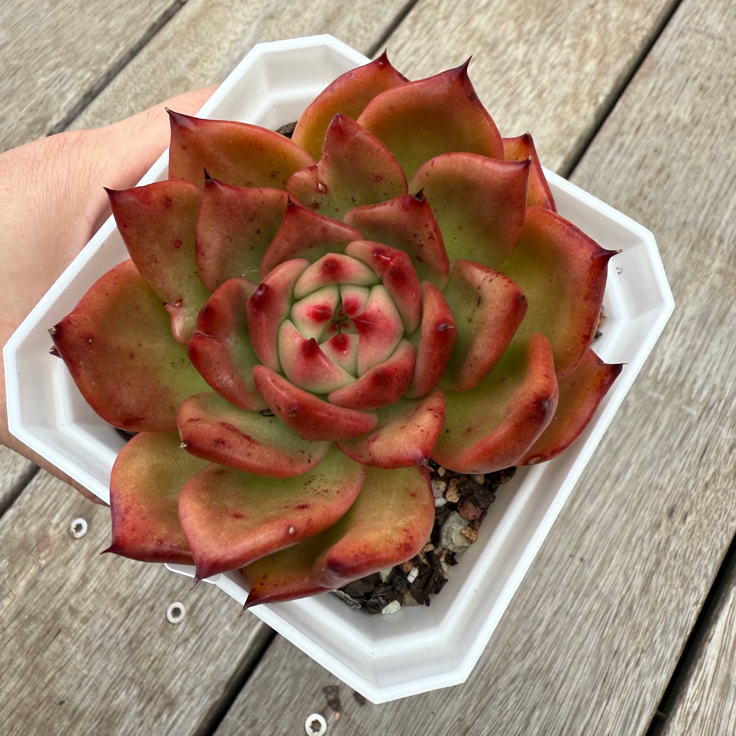 0104 Echeveria Agavoides Amestro