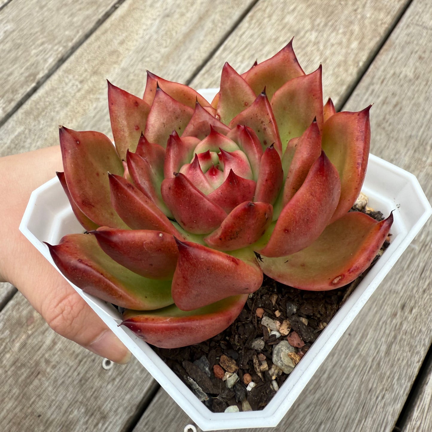 0104 Echeveria Agavoides Amestro