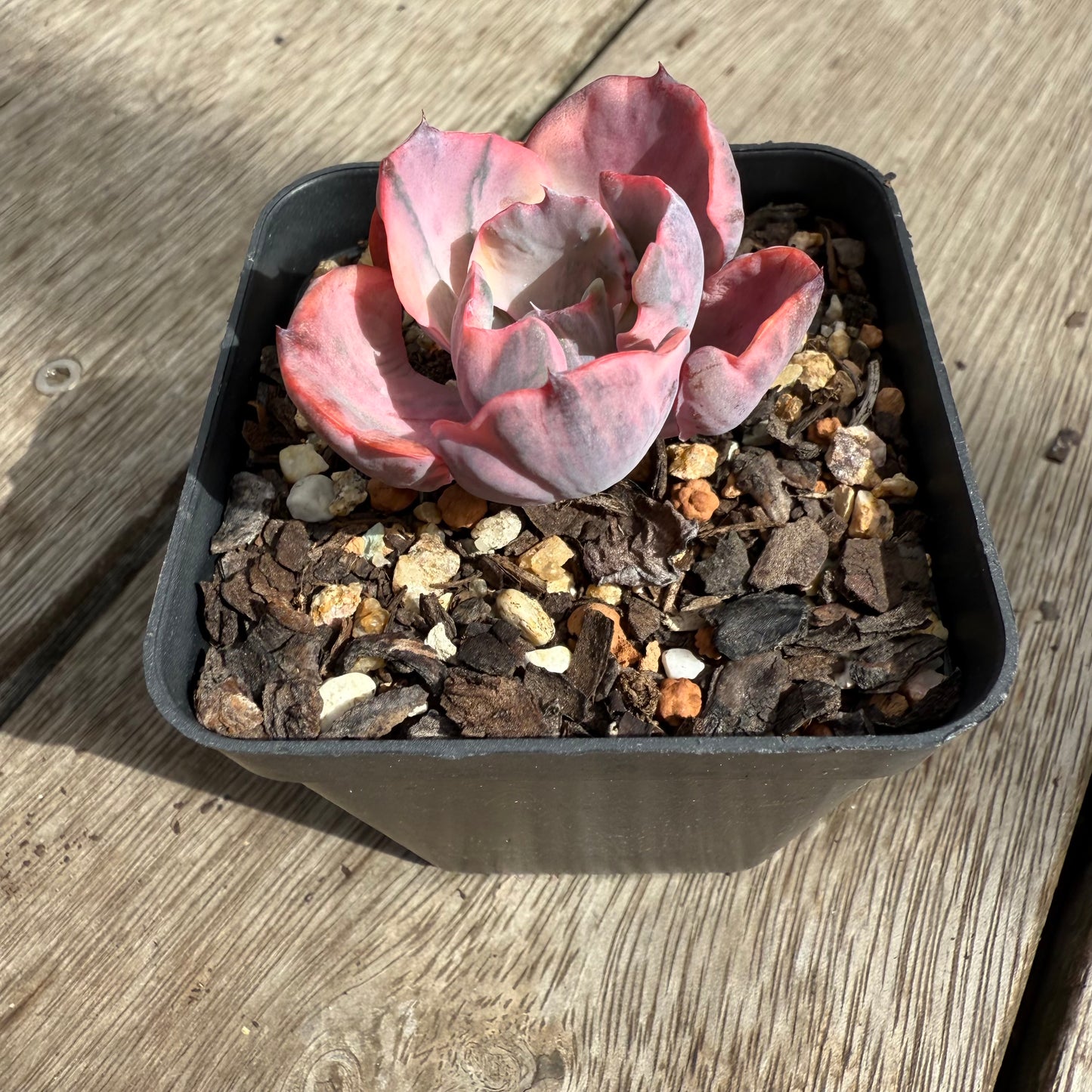 0104 Echeveria Beyonce Variegated (small)