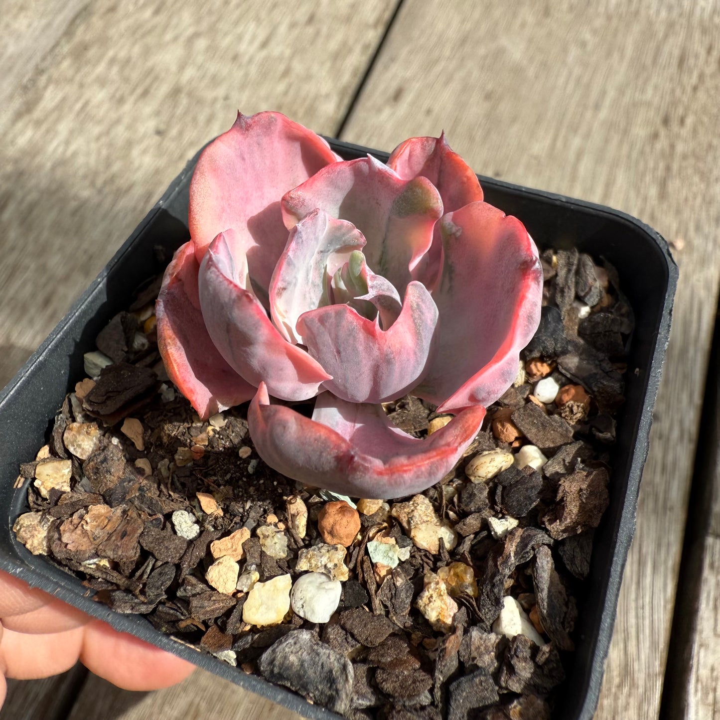 0104 Echeveria Beyonce Variegated (small)