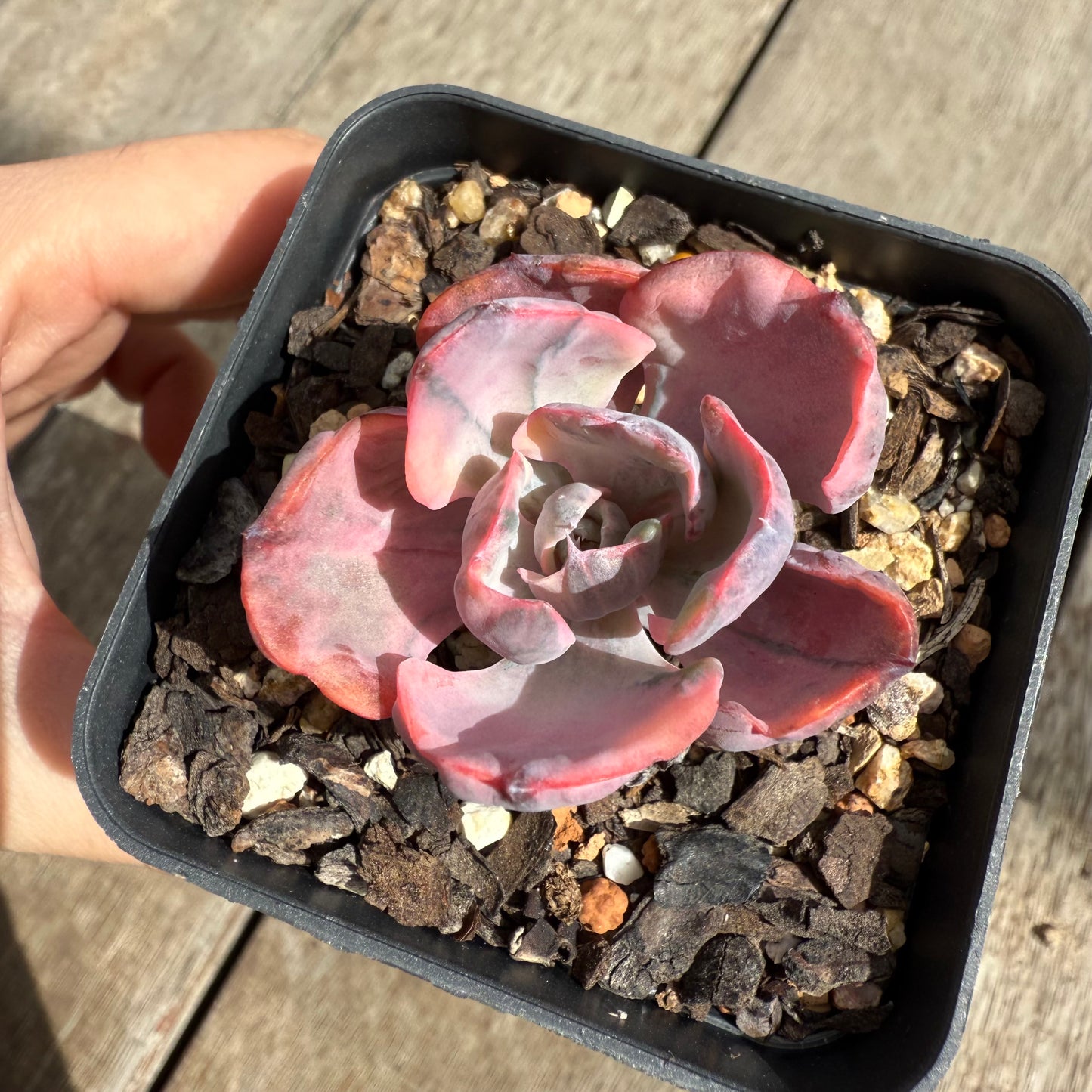 0104 Echeveria Beyonce Variegated (small)