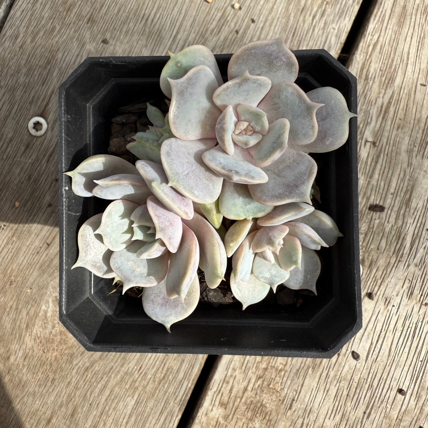 0104 Echeveria Blue Surprise (Multi)