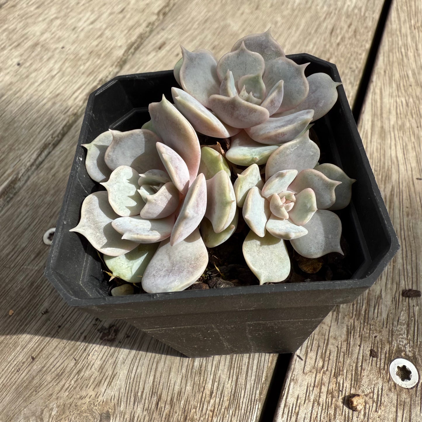 0104 Echeveria Blue Surprise (Multi)