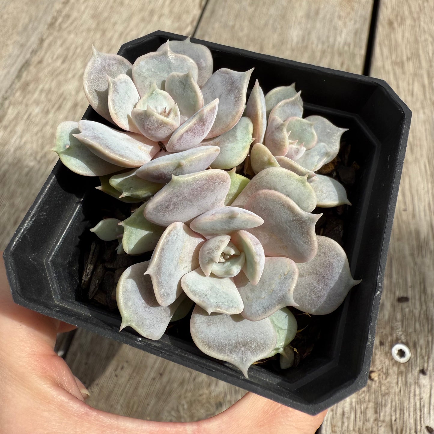 0104 Echeveria Blue Surprise (Multi)