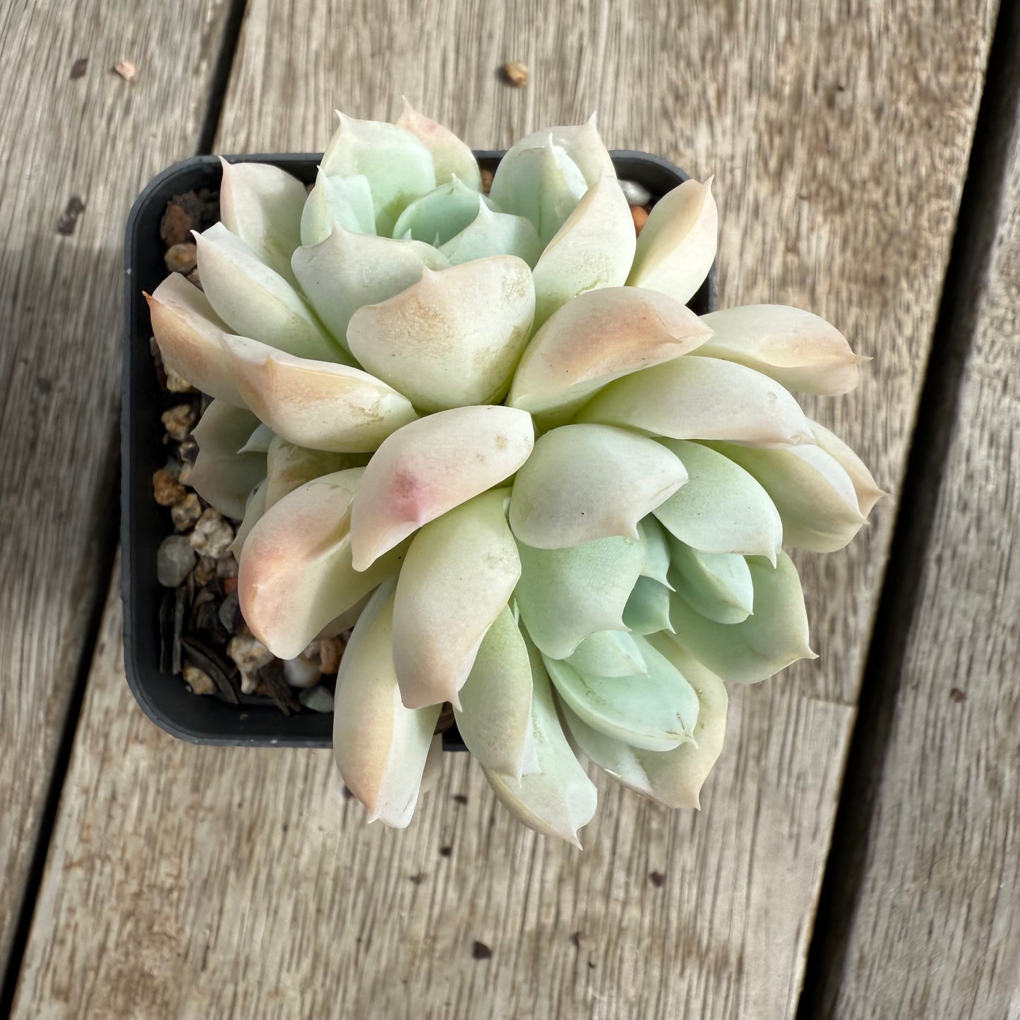 0104 Echeveria elegans 'Alba' (Multi)