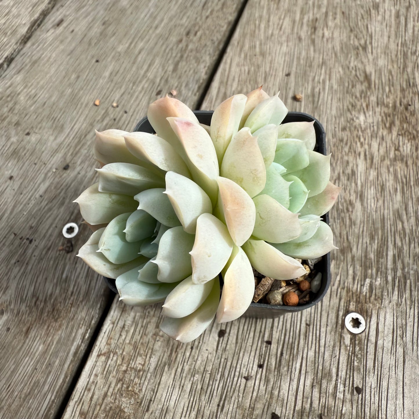 0104 Echeveria elegans 'Alba' (Multi)
