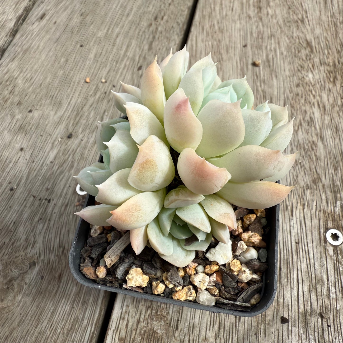 0104 Echeveria elegans 'Alba' (Multi)