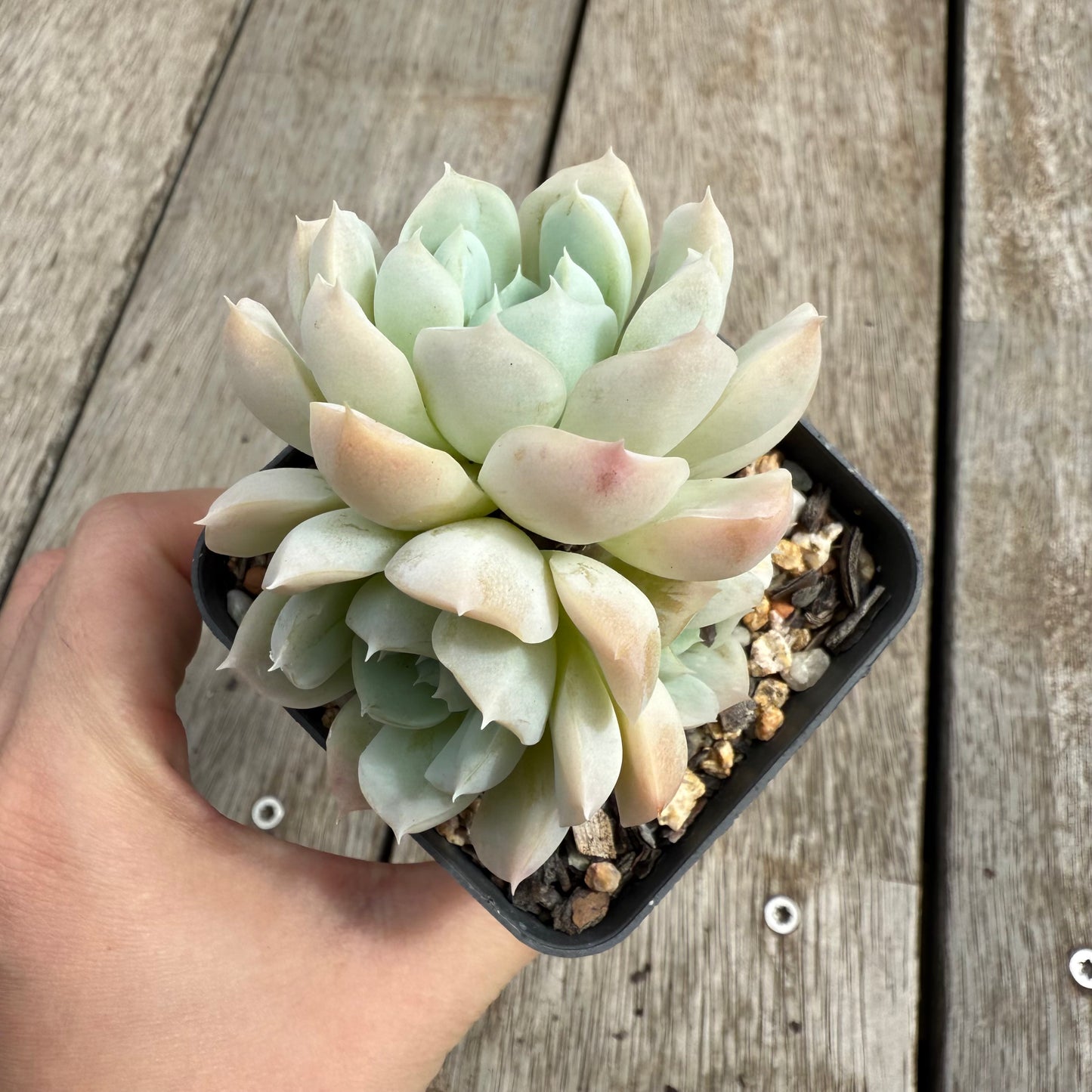 0104 Echeveria elegans 'Alba' (Multi)