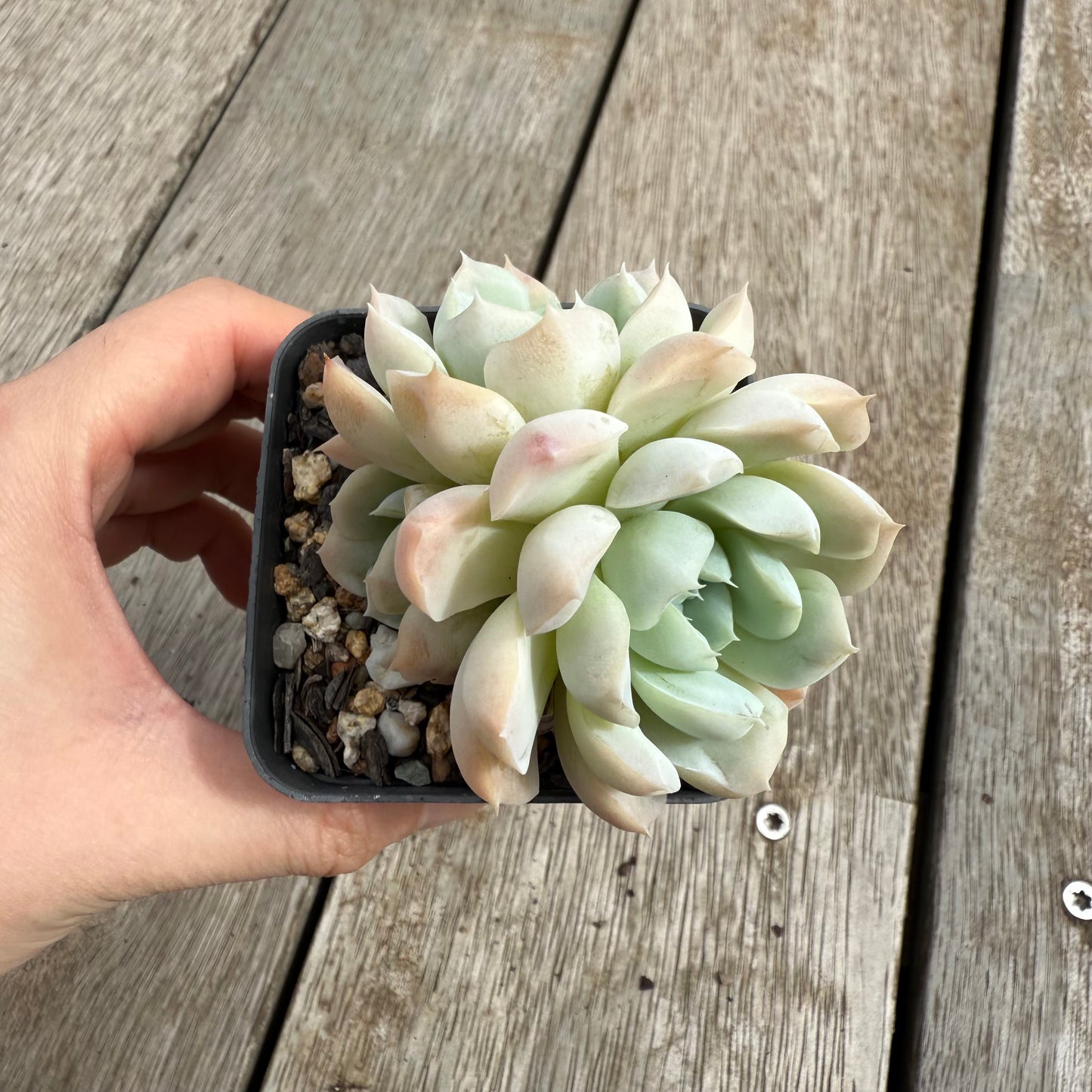 0104 Echeveria elegans 'Alba' (Multi)