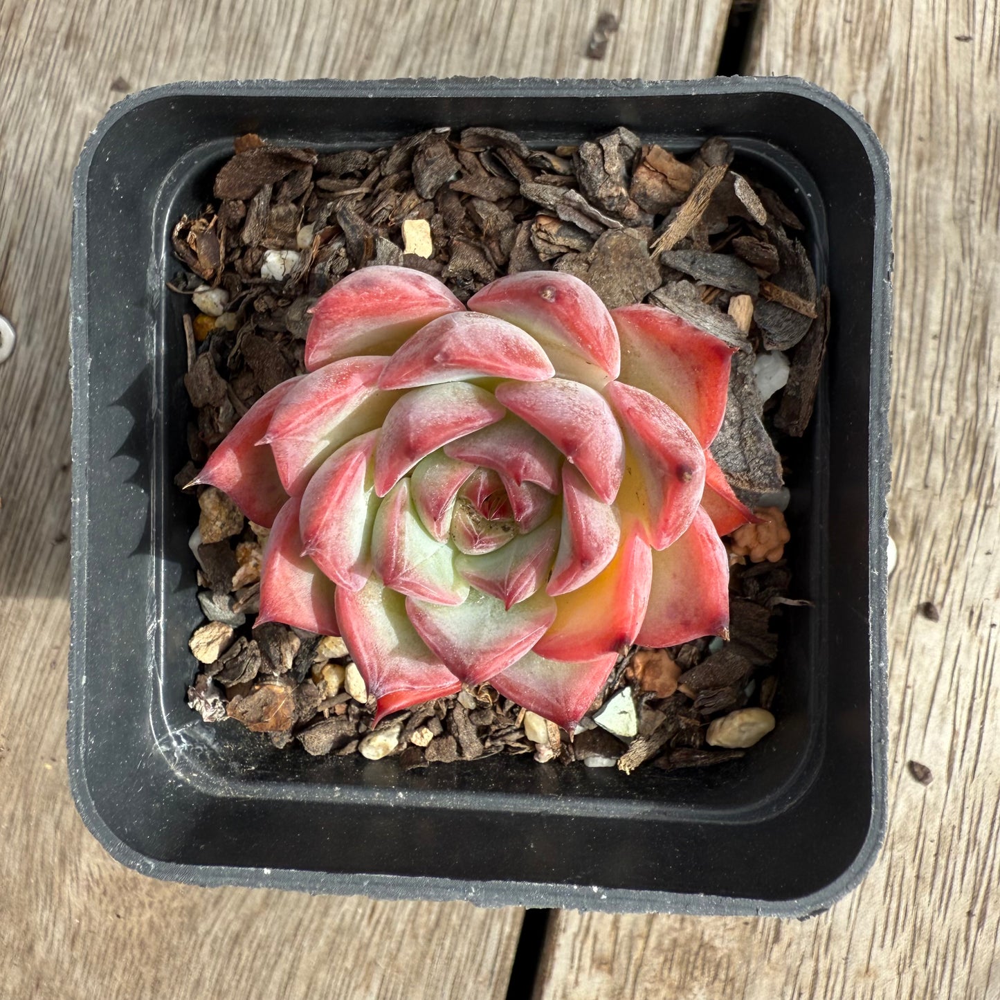 2503 Echeveria Fire Pillar