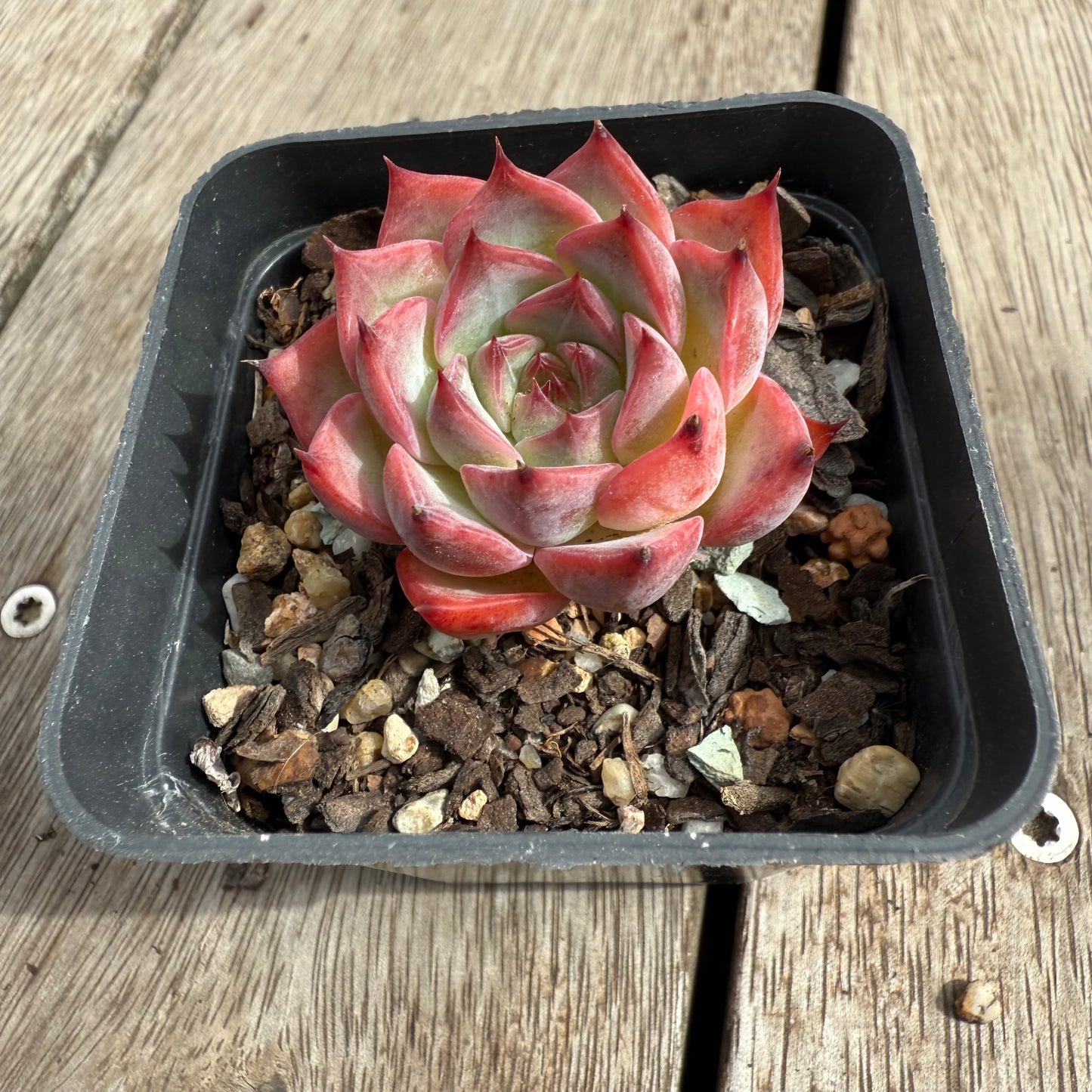 2503 Echeveria Fire Pillar