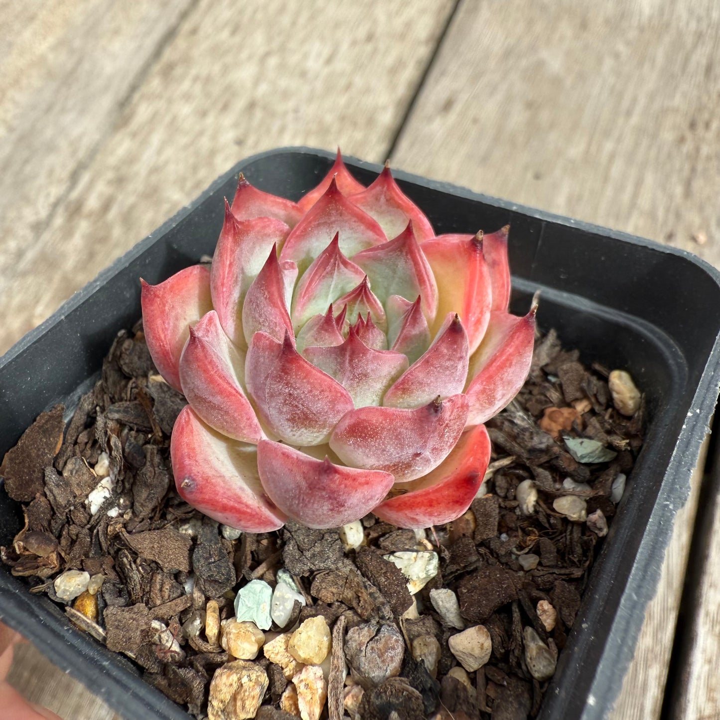 2503 Echeveria Fire Pillar