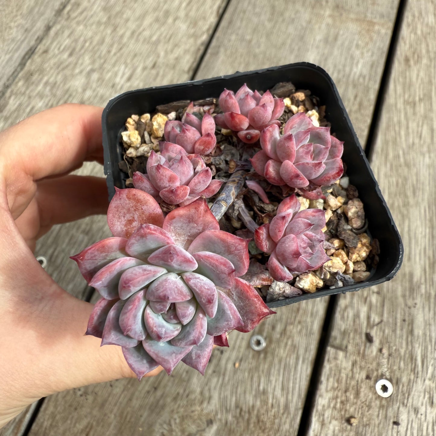 0104 Echeveria Frosty Bloom (Multi)