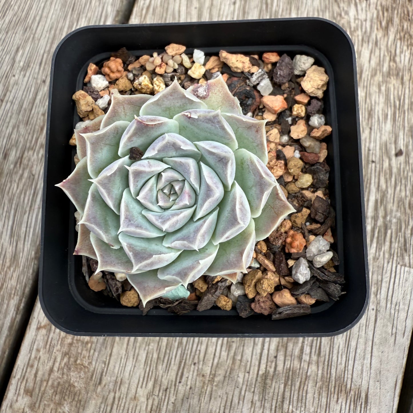 0104 Echeveria Gilo