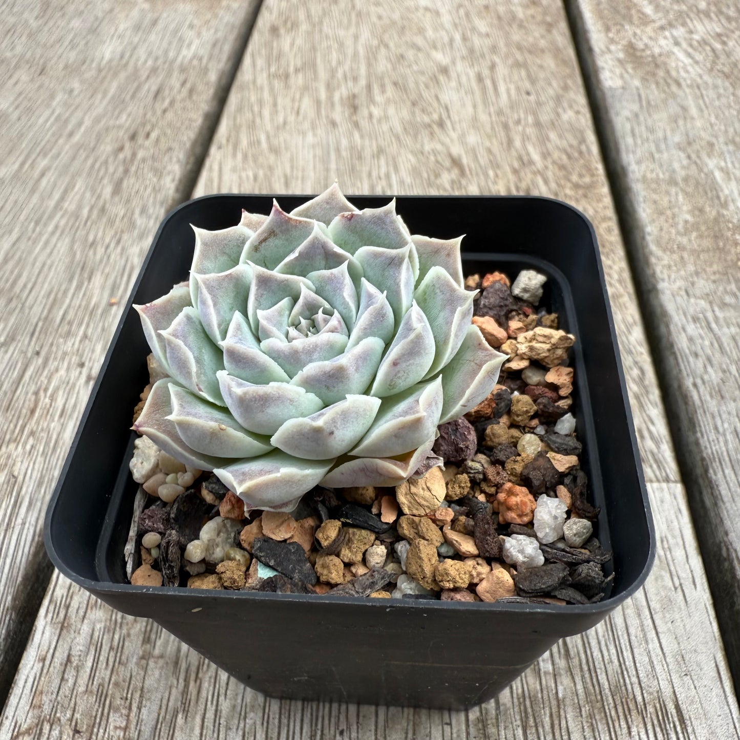 0104 Echeveria Gilo