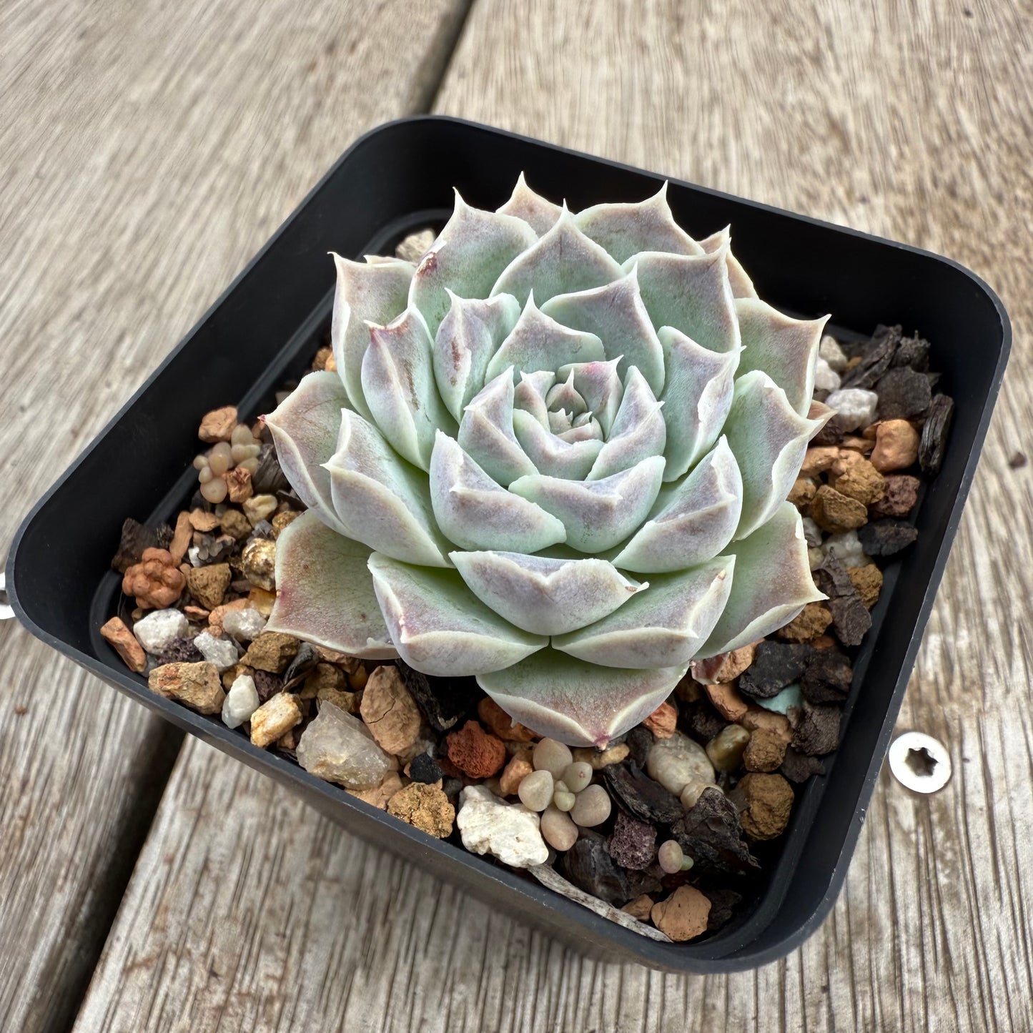 0104 Echeveria Gilo