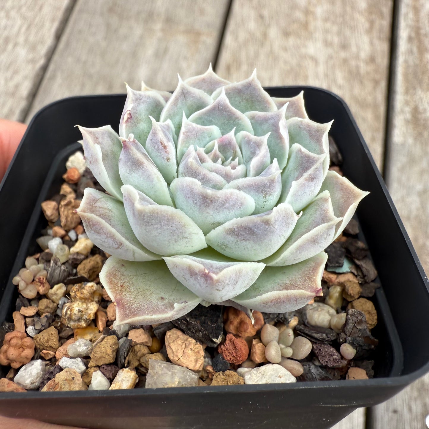 0104 Echeveria Gilo