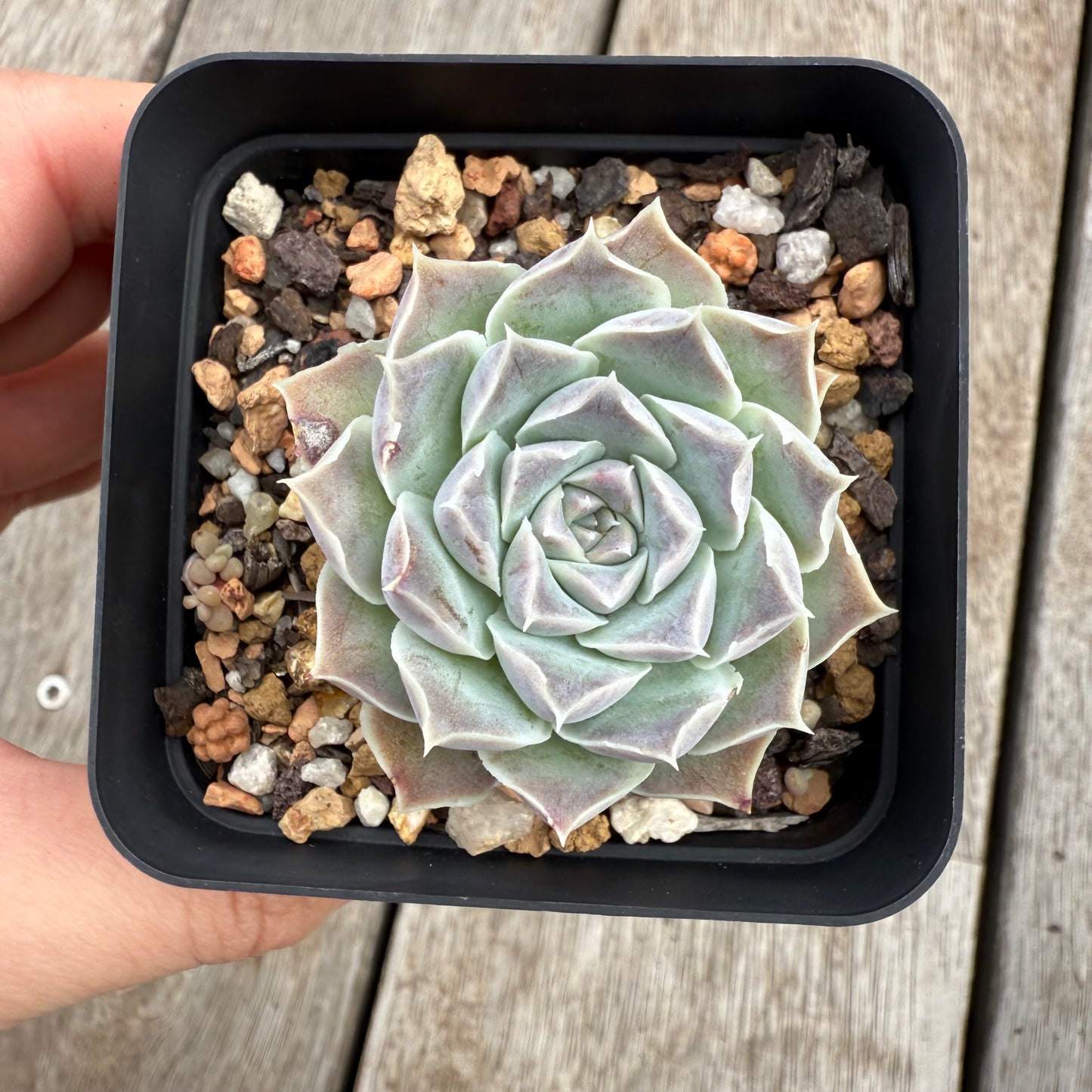 0104 Echeveria Gilo