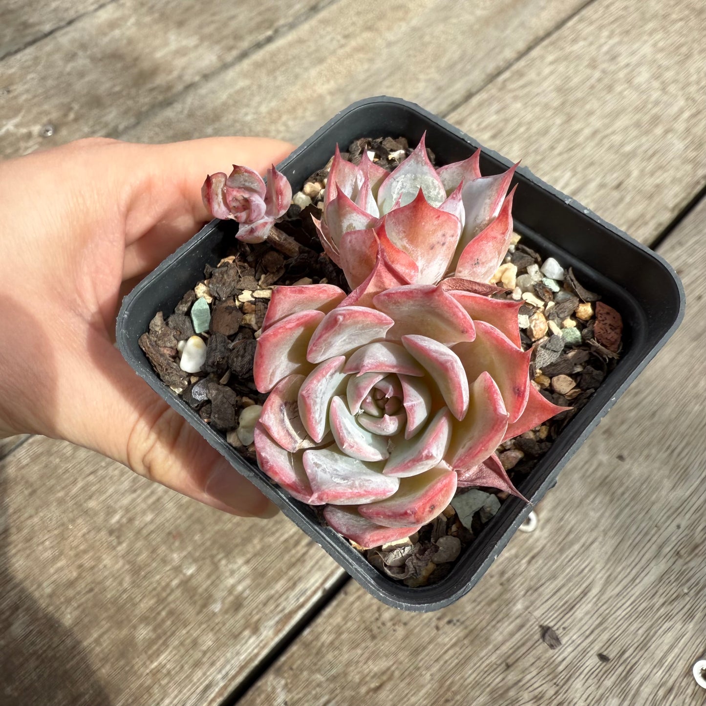 0104 Echeveria Laulensis x Tuxpan (Multi)
