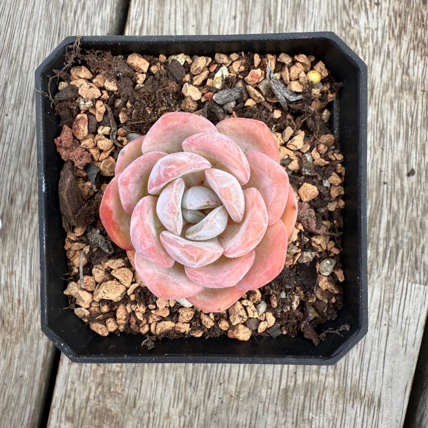 0104 Echeveria Mochi (korean form)