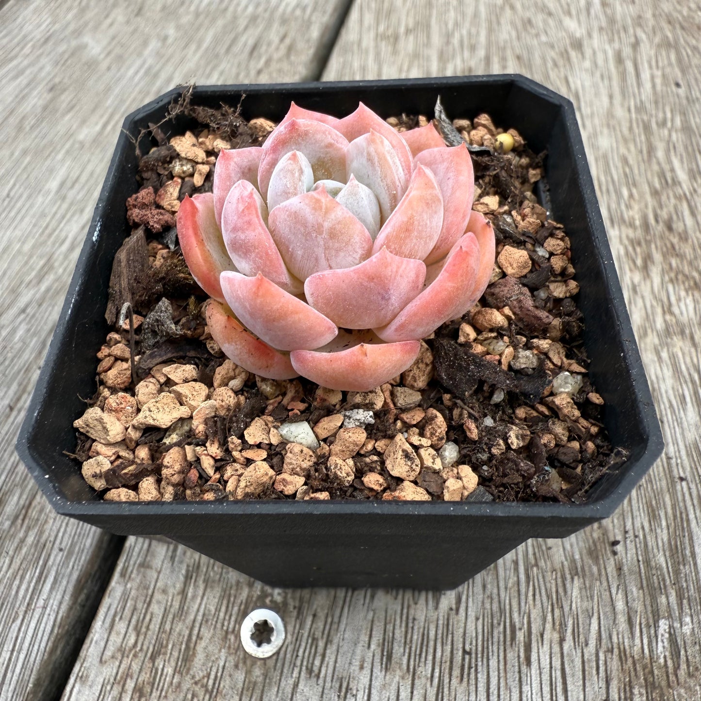 0104 Echeveria Mochi (korean form)