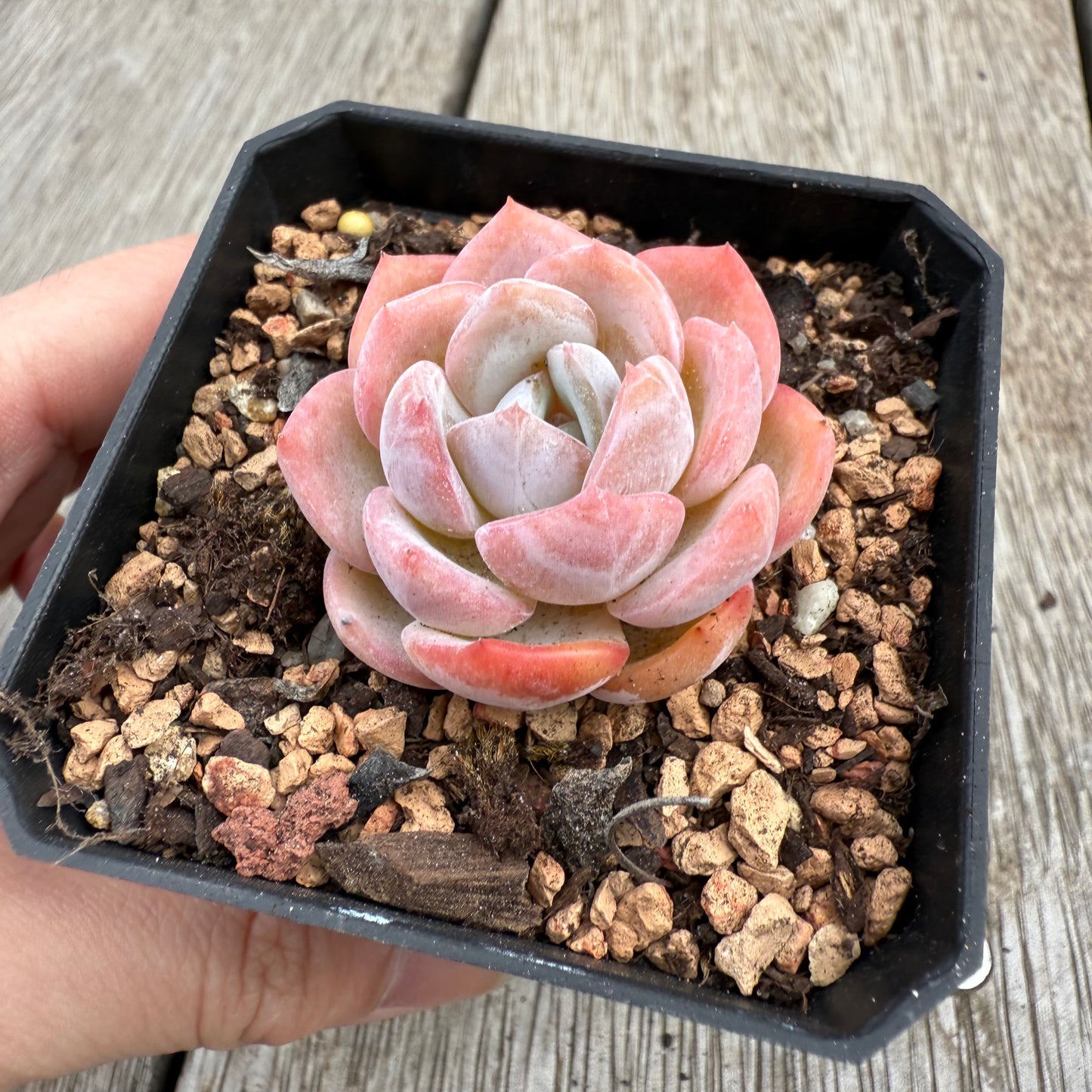 0104 Echeveria Mochi (korean form)