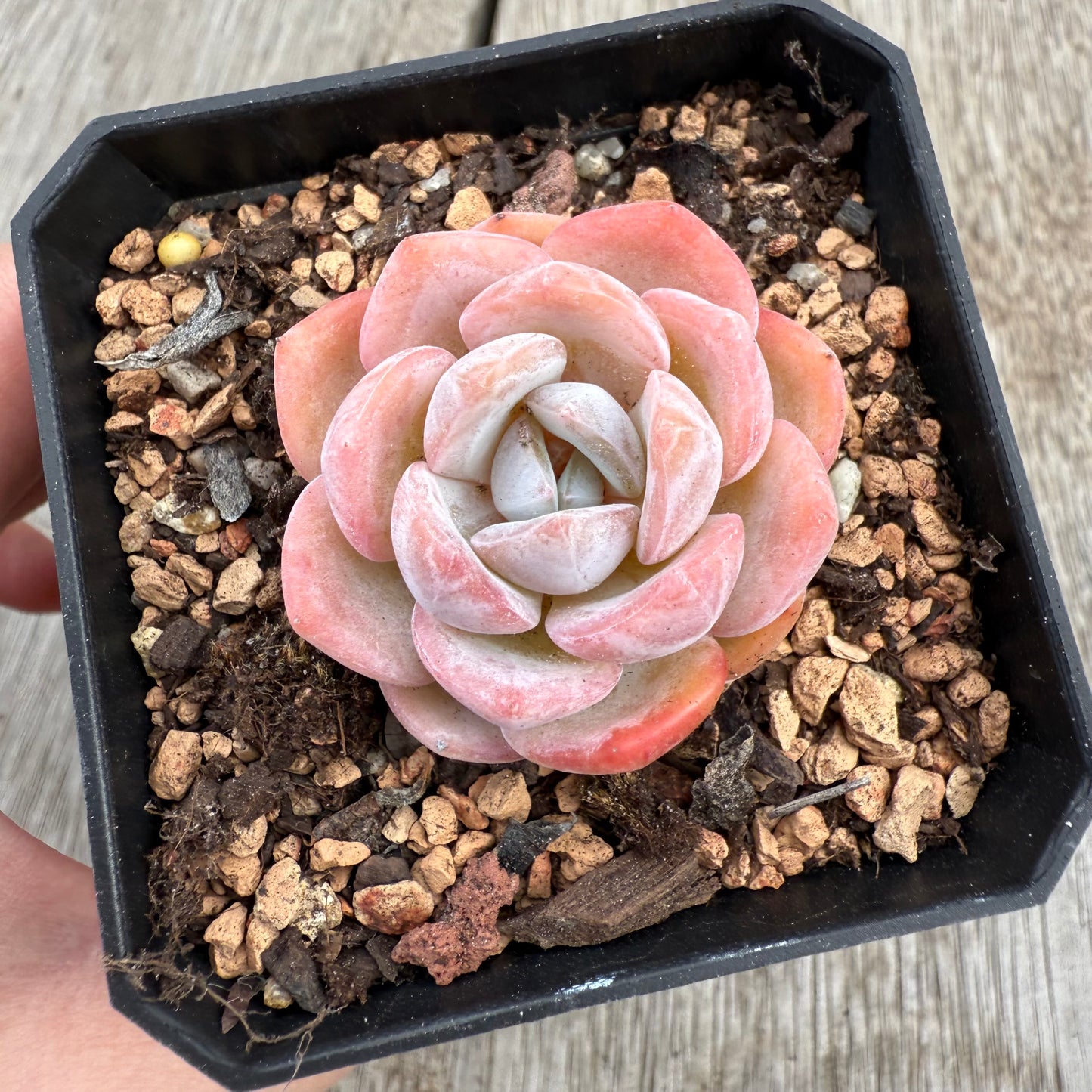 0104 Echeveria Mochi (korean form)