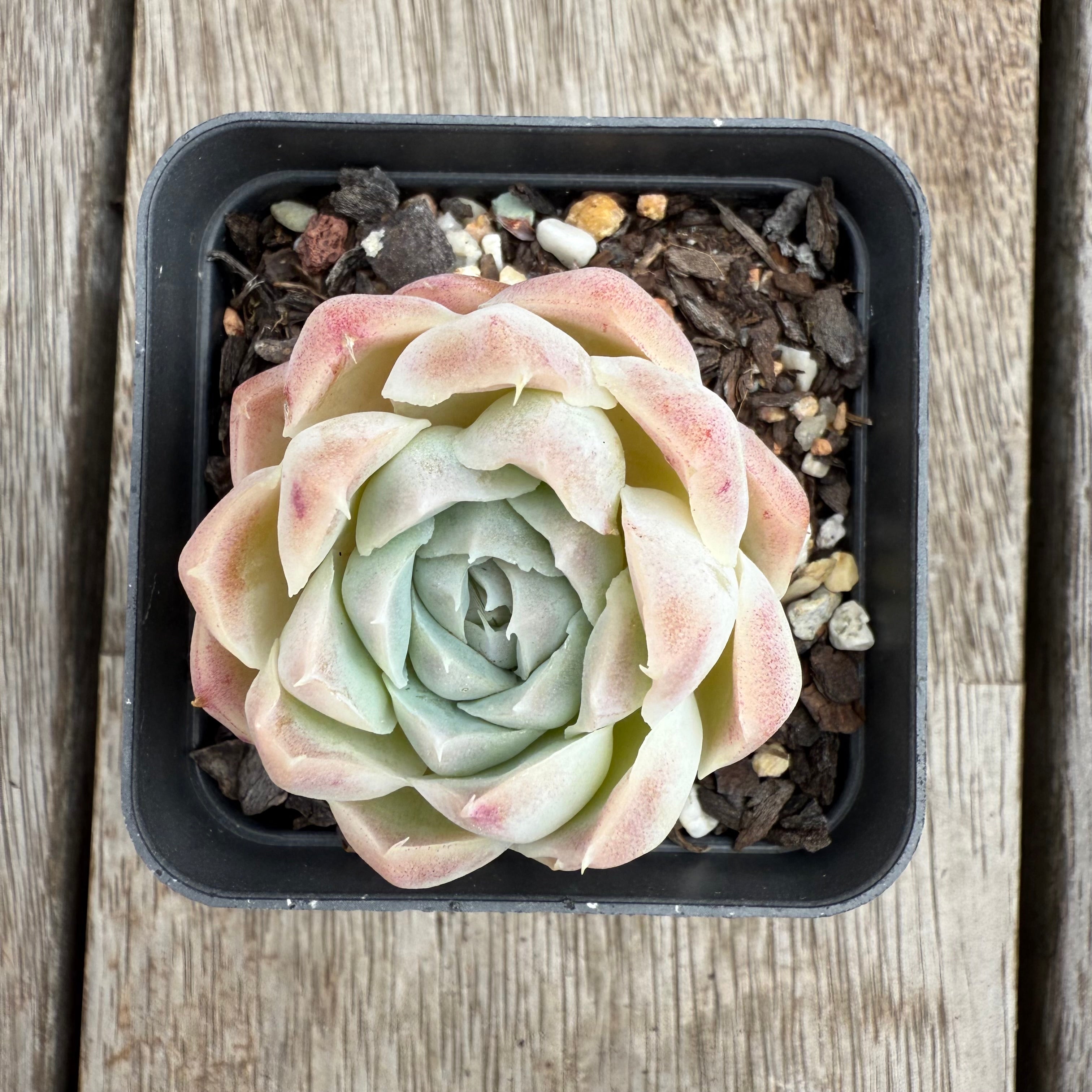 rosebud succulent 0104 Echeveria Rose Bud