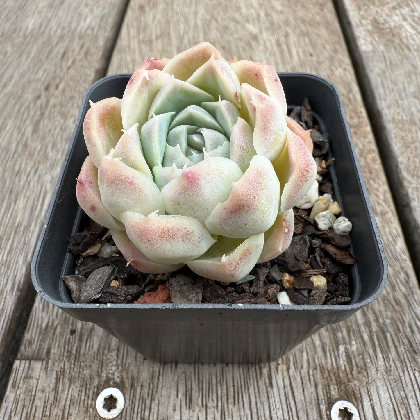 0104 Echeveria Rose Bud