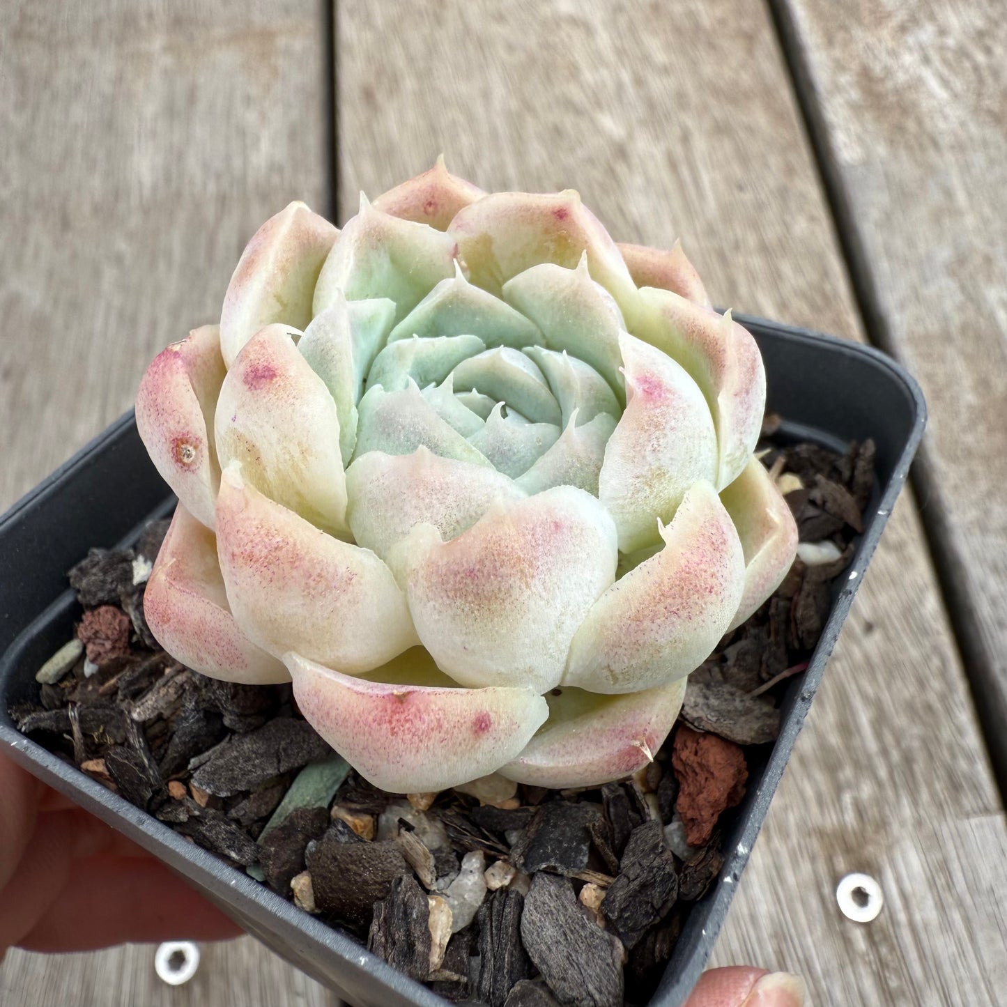 0104 Echeveria Rose Bud