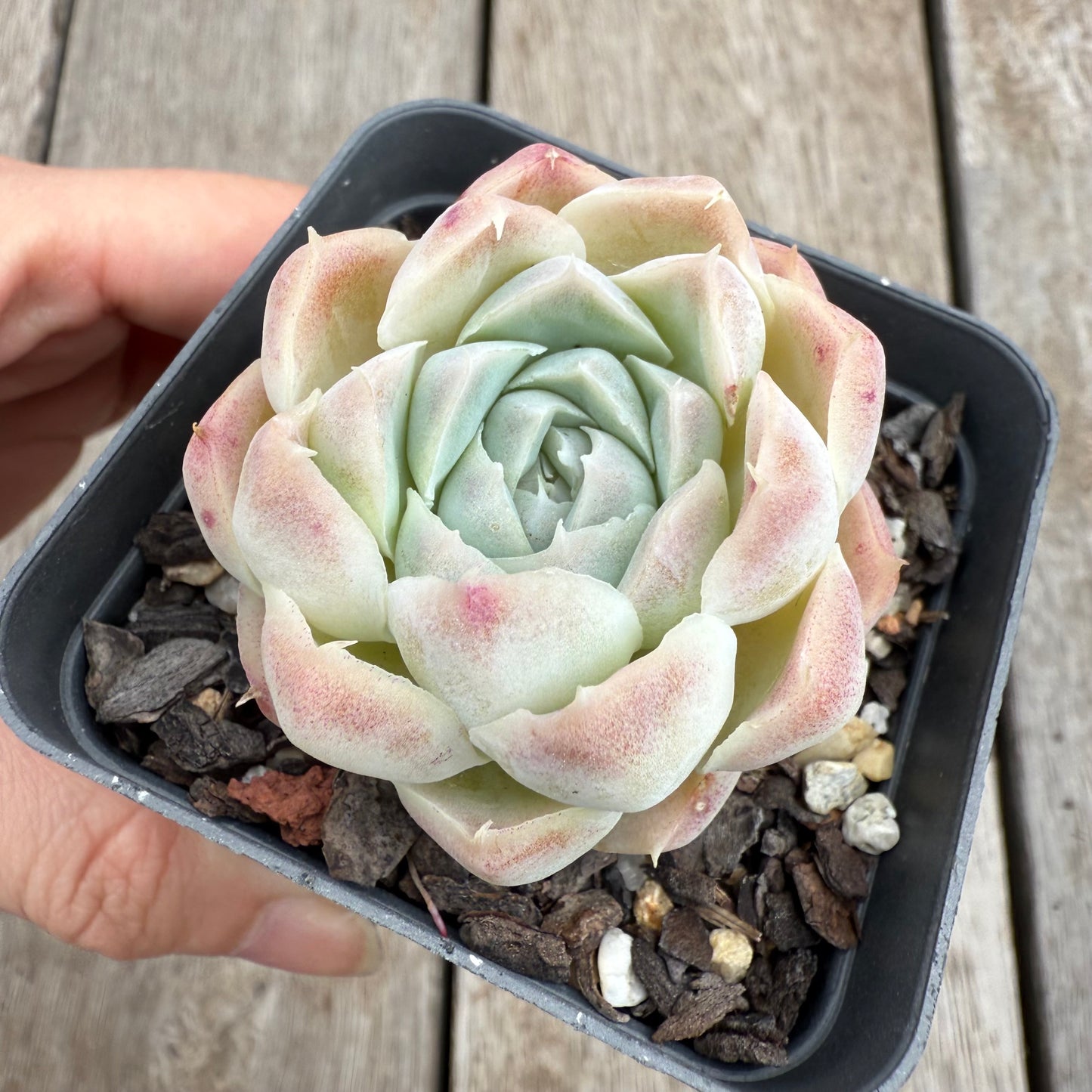 0104 Echeveria Rose Bud