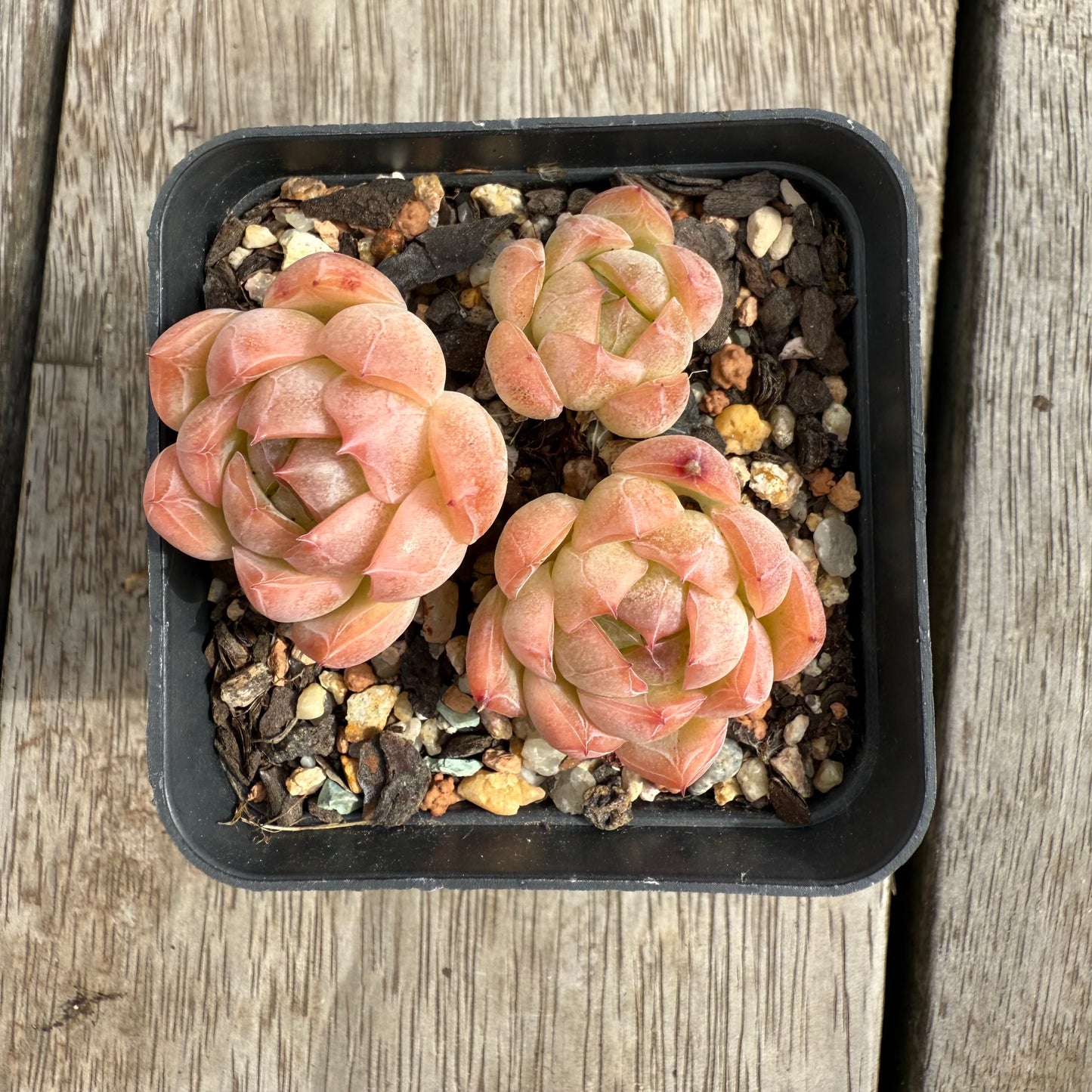 0104 Echeveria Sissi (Multi)