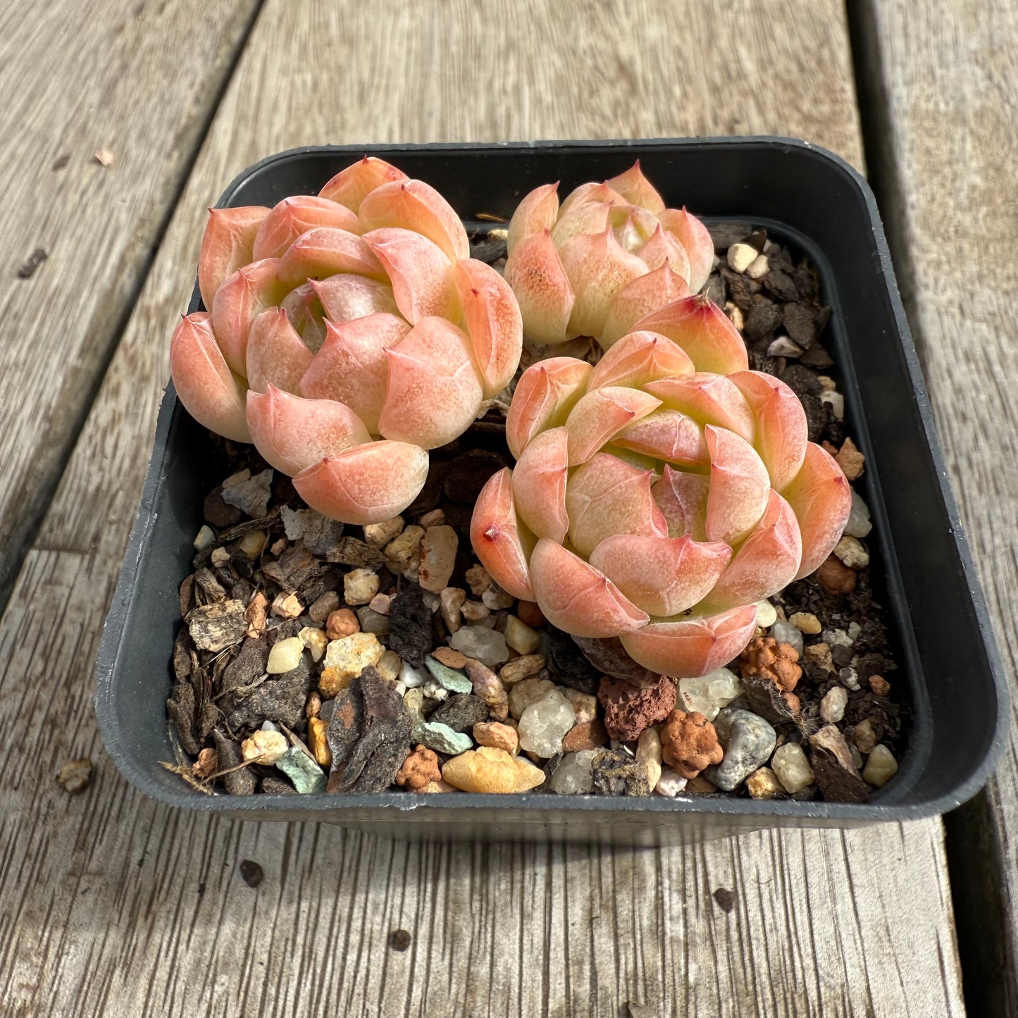 0104 Echeveria Sissi (Multi)