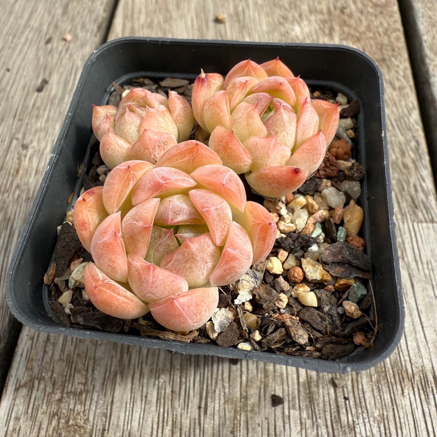 0104 Echeveria Sissi (Multi)