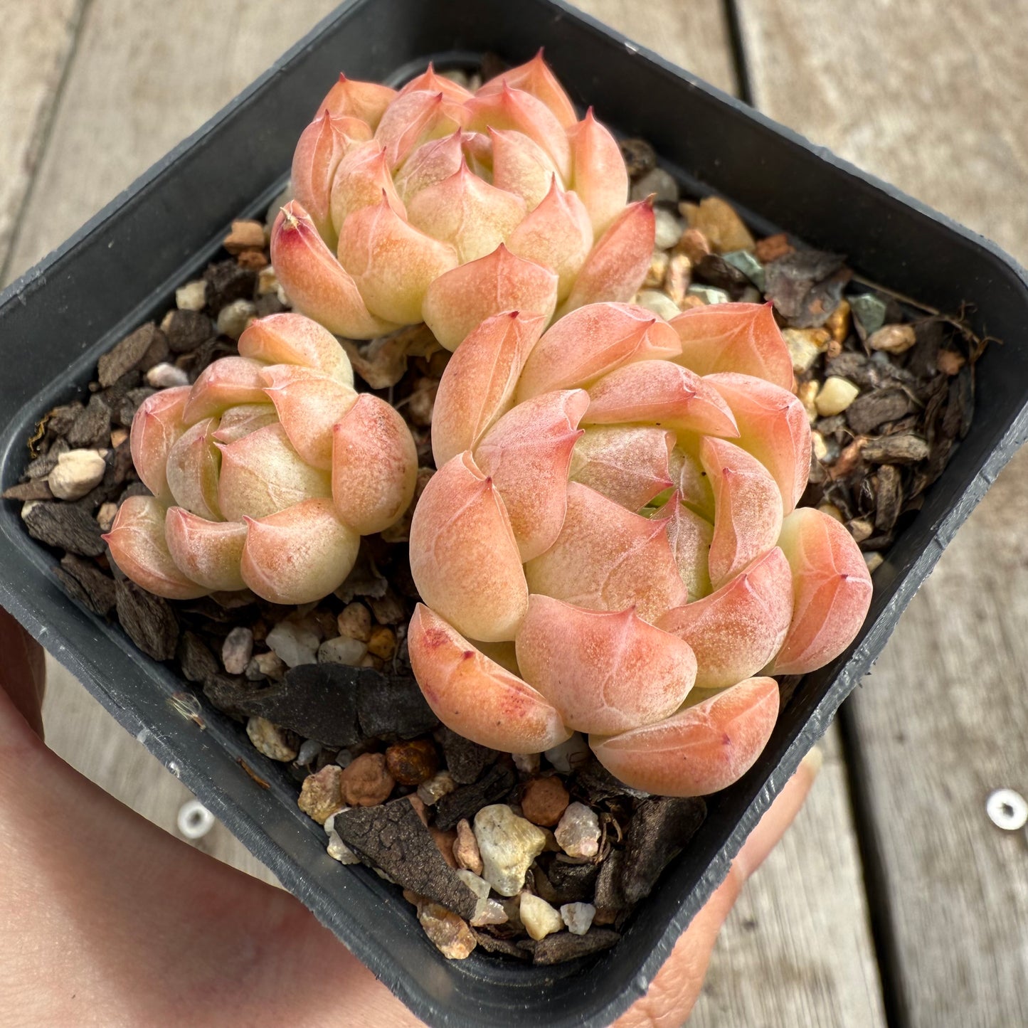 0104 Echeveria Sissi (Multi)