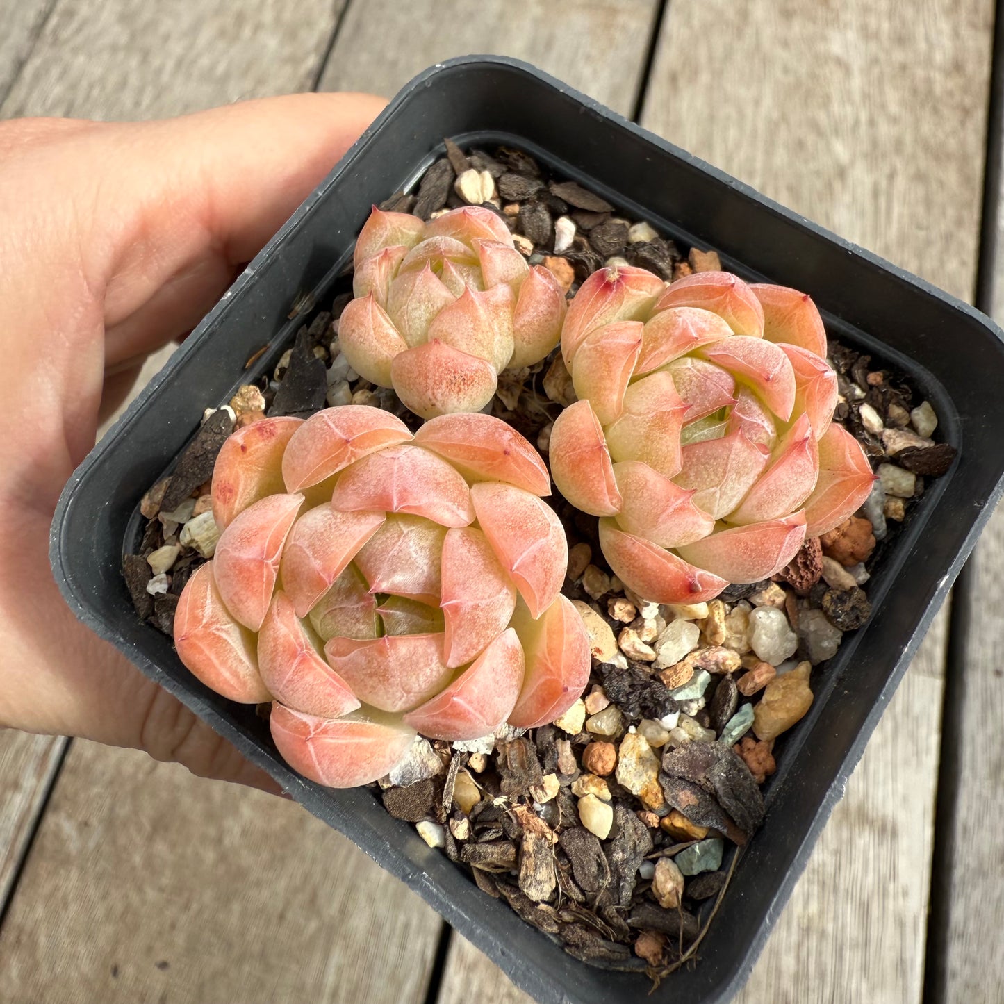 0104 Echeveria Sissi (Multi)