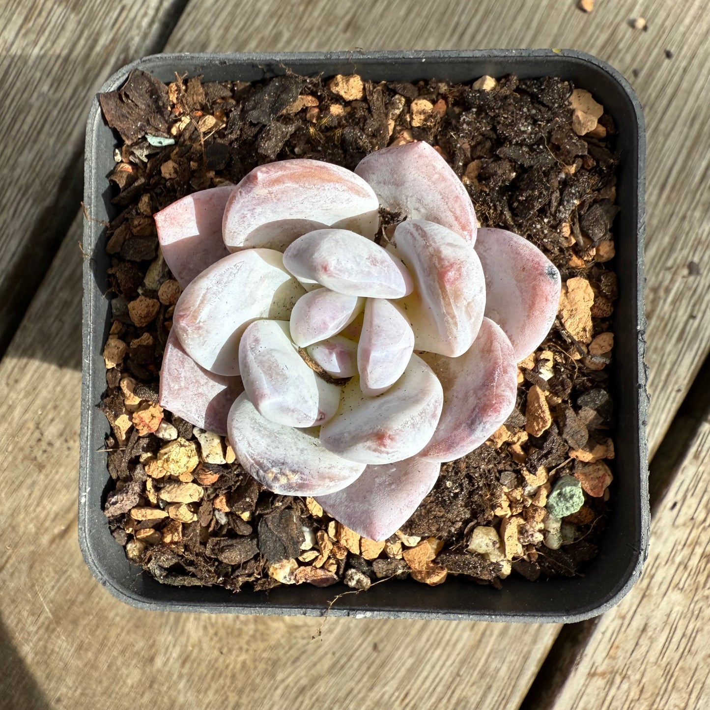 0104 Echeveria Trumso
