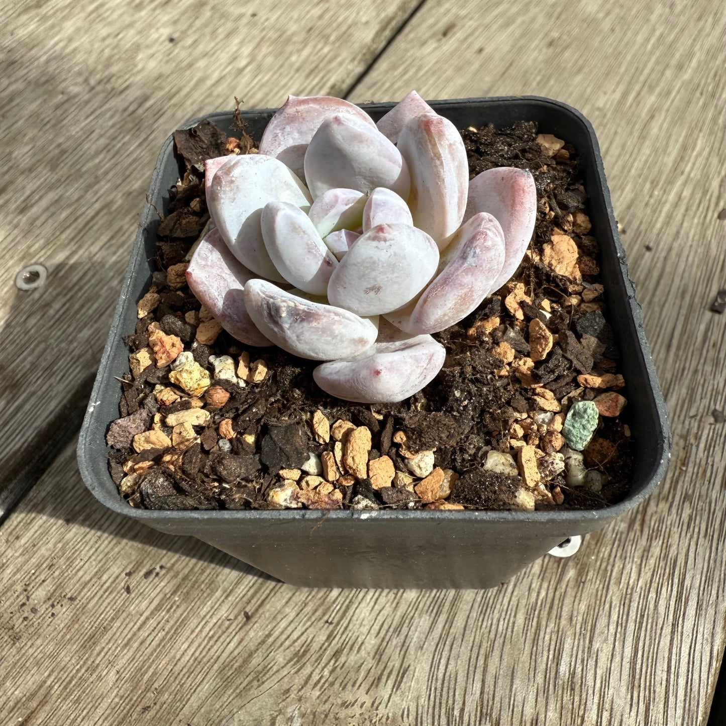 0104 Echeveria Trumso