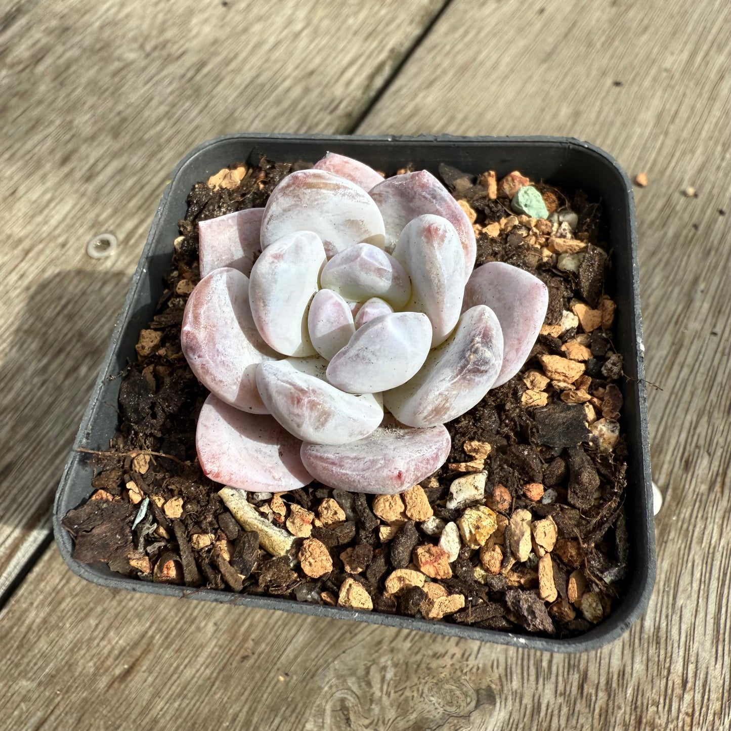 0104 Echeveria Trumso