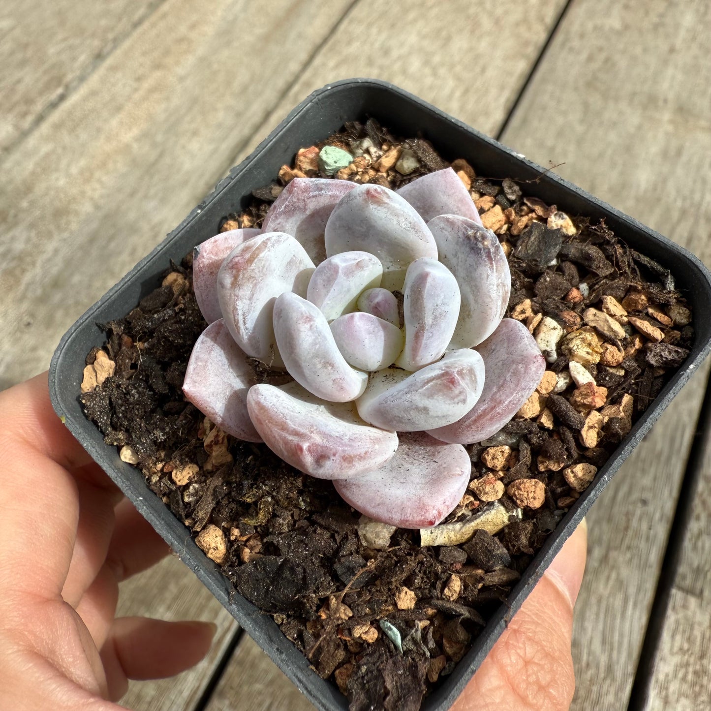 0104 Echeveria Trumso