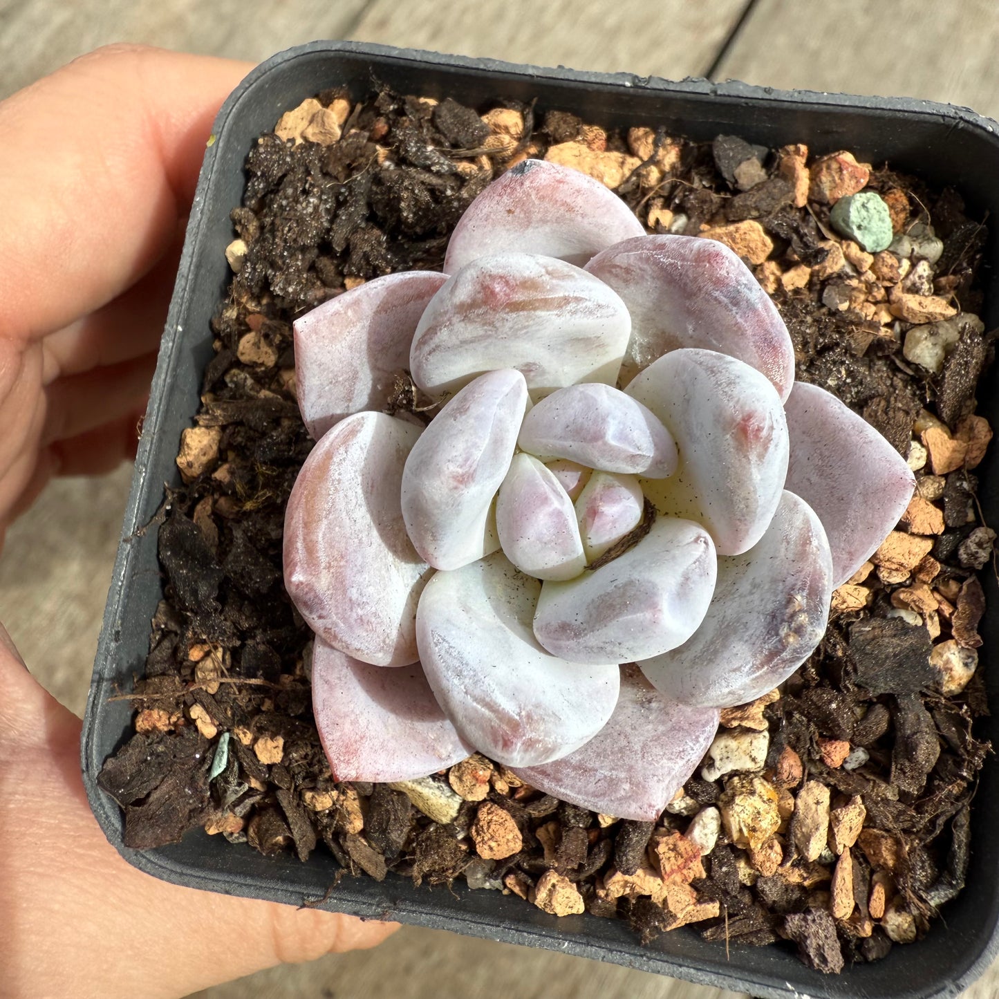 0104 Echeveria Trumso