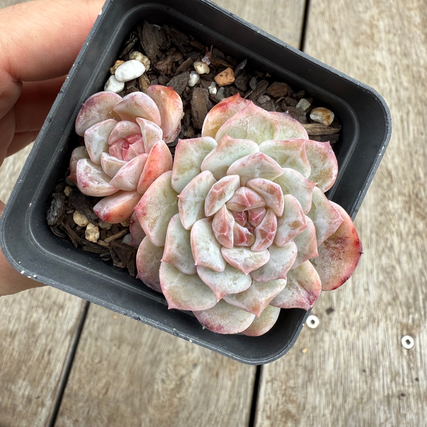 0104 Echeveria 'Apparition' Korean Form (Double)
